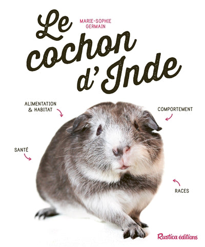 COCHON D'INDE