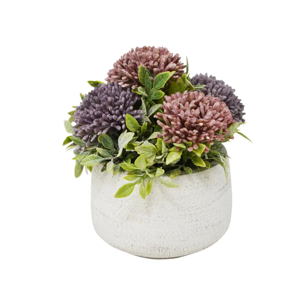 CHRYSANTHEME EN POT