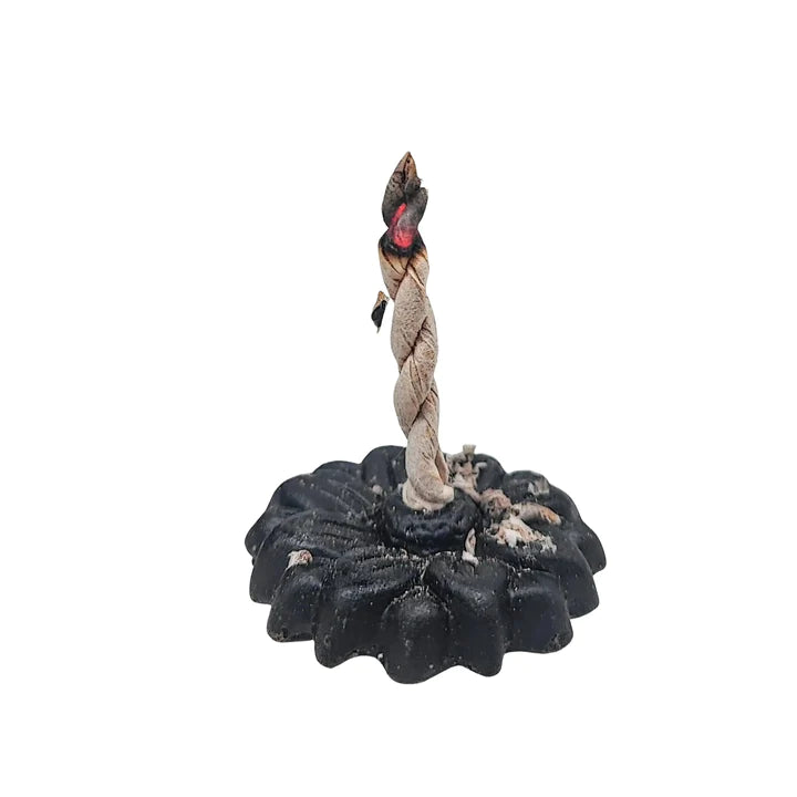 ENCENS BOUDDHA MEDECINE 30 CORDELETTES ASS. 72410