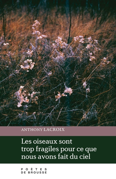 oiseaux sont trop fragiles pour ce que nous avons fait du ciel