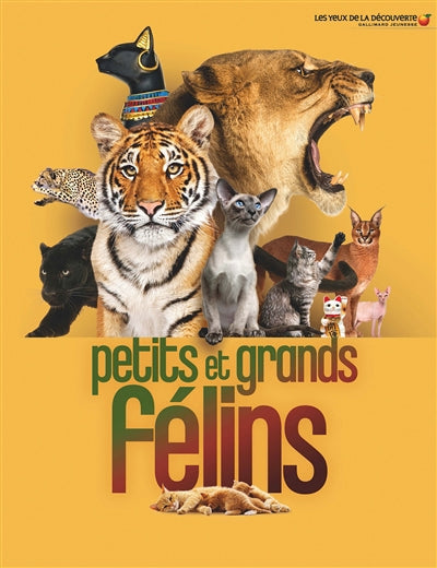 PETITS ET GRANDS FELINS