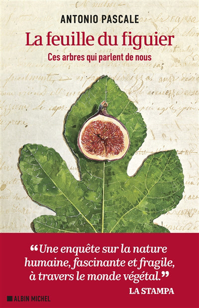 FEUILLE DU FIGUIER