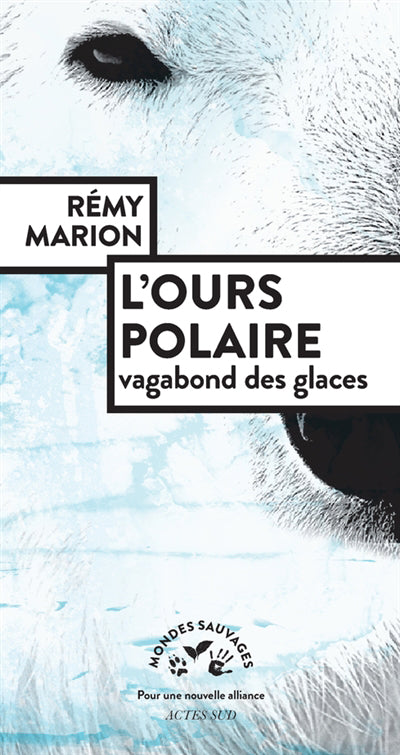 OURS POLAIRE : VAGABOND DES GLACES