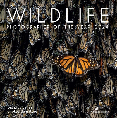 WILDLIFE - PLUS BELLES PHOTOS DE LA NATURE