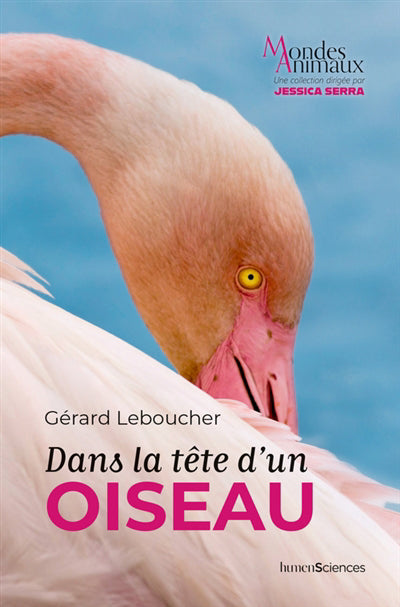 DANS LA TETE D'UN OISEAU