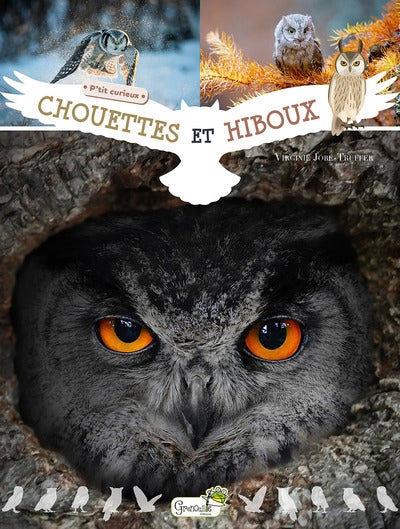 CHOUETTES ET HIBOUX