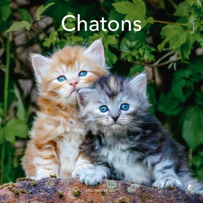 CALENDRIER 2027 CHATONS