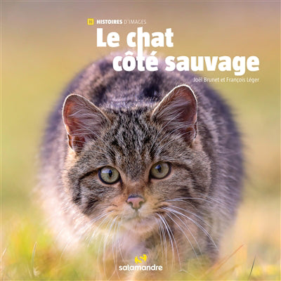 CHAT COTE SAUVAGE