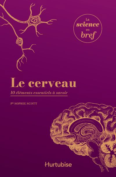 CERVEAU