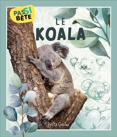 PAS SI BETE  LE KOALA