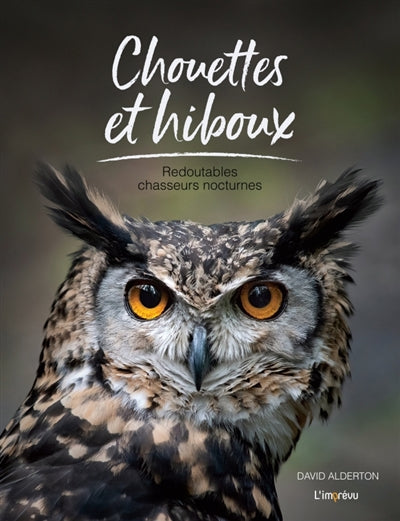 CHOUETTES ET HIBOUX  - REDOUTABLES CHASSEURS      NOCTURNES