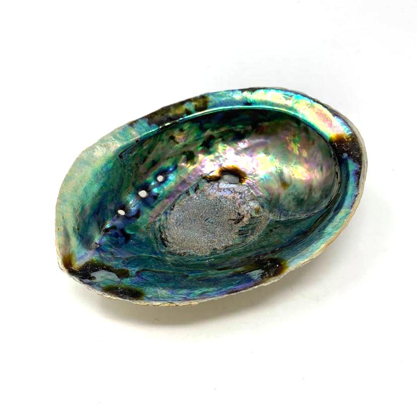 COQUILLAGE ABALONE 4"-6.5* 89615