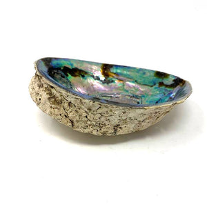 COQUILLAGE ABALONE 4"-6.5* 89615