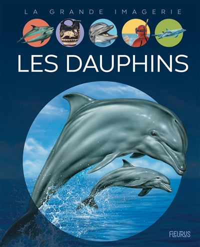 DAUPHINS  N.E.