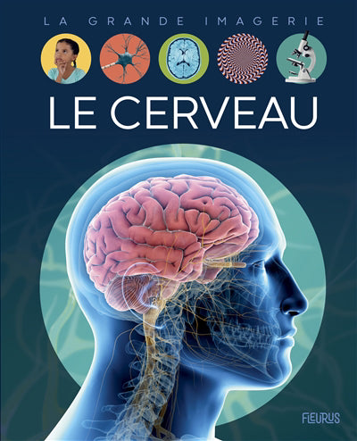 Cerveau