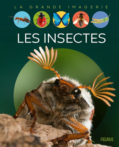 INSECTES