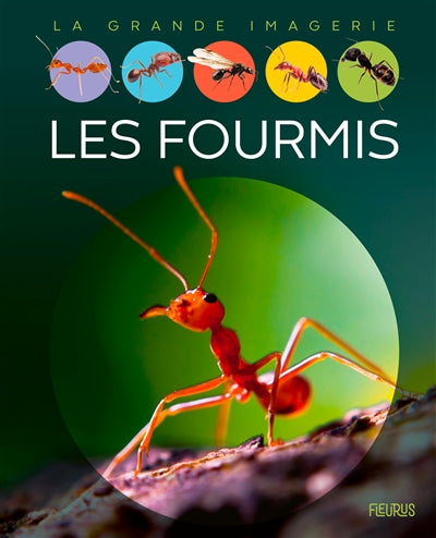 FOURMIS  N.E.