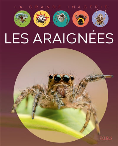 Araignées NE