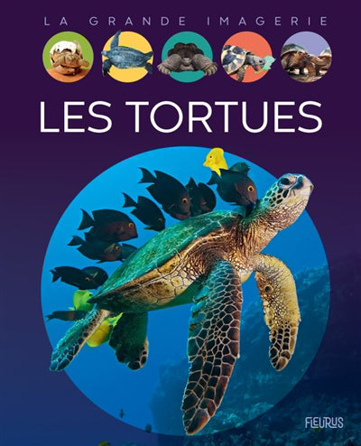 TORTUES