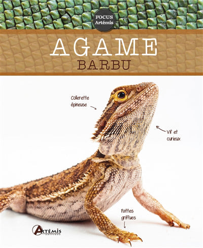 AGAME BARBU